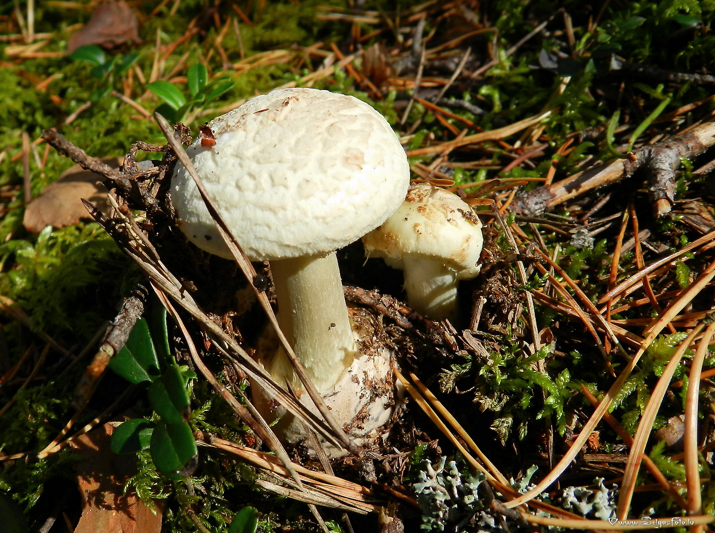 Bālā mušmire.