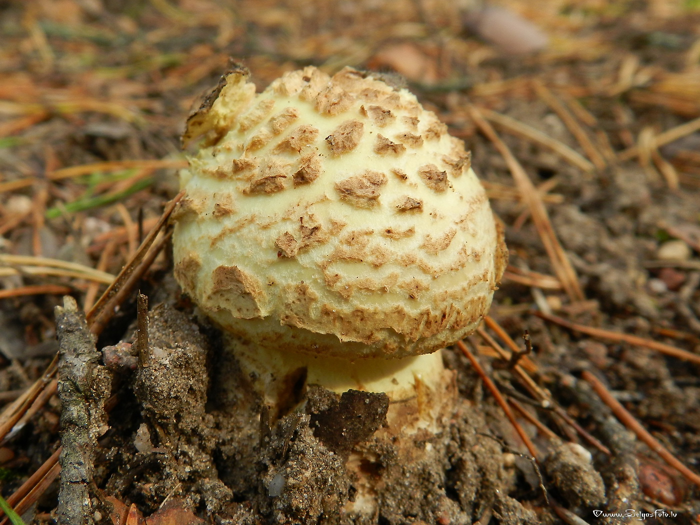 Bālā mušmire. 
