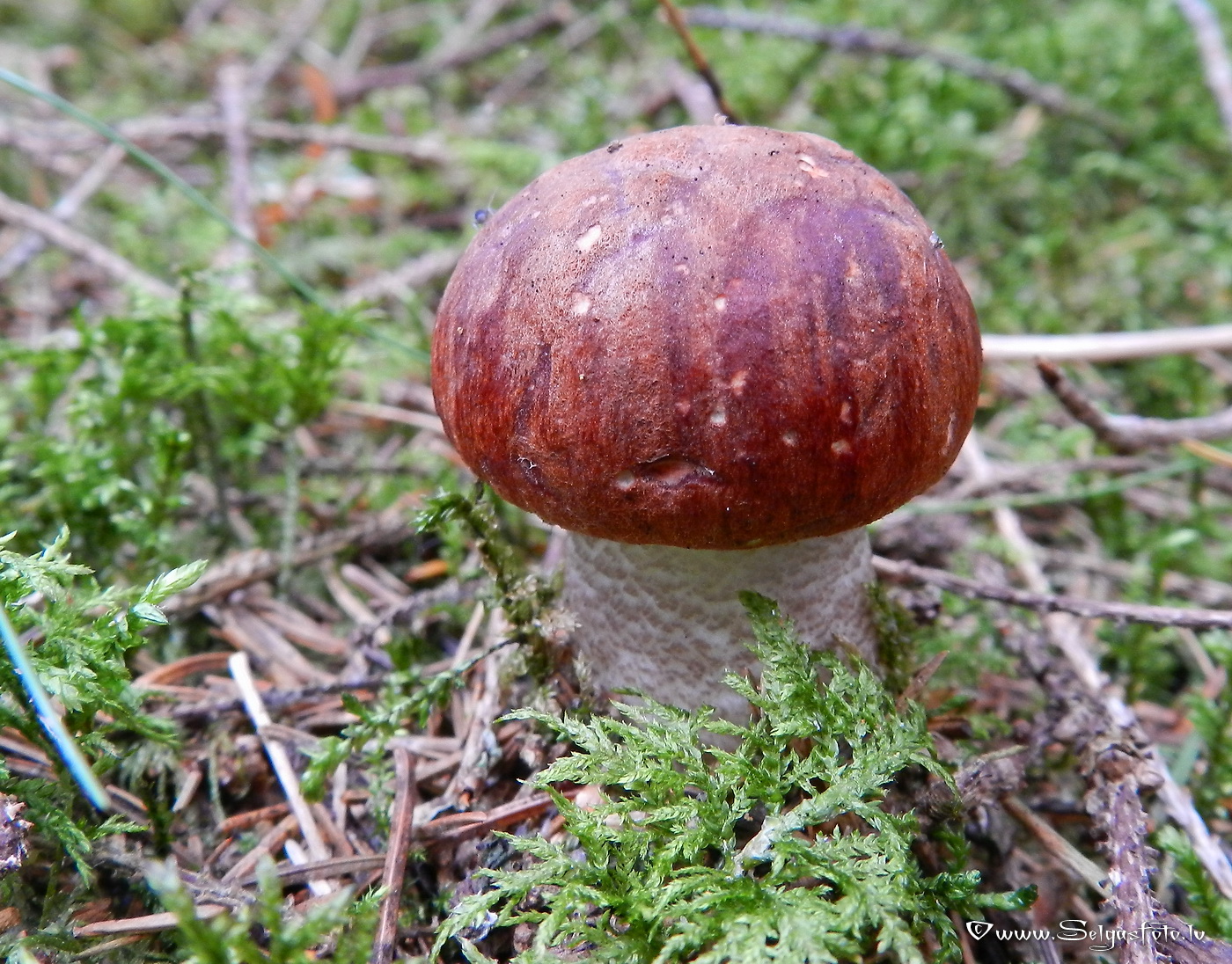 Sila lācītis.