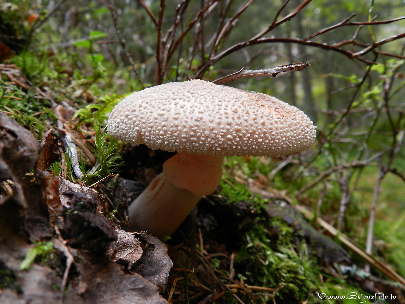 Sarkstošā mušmire.