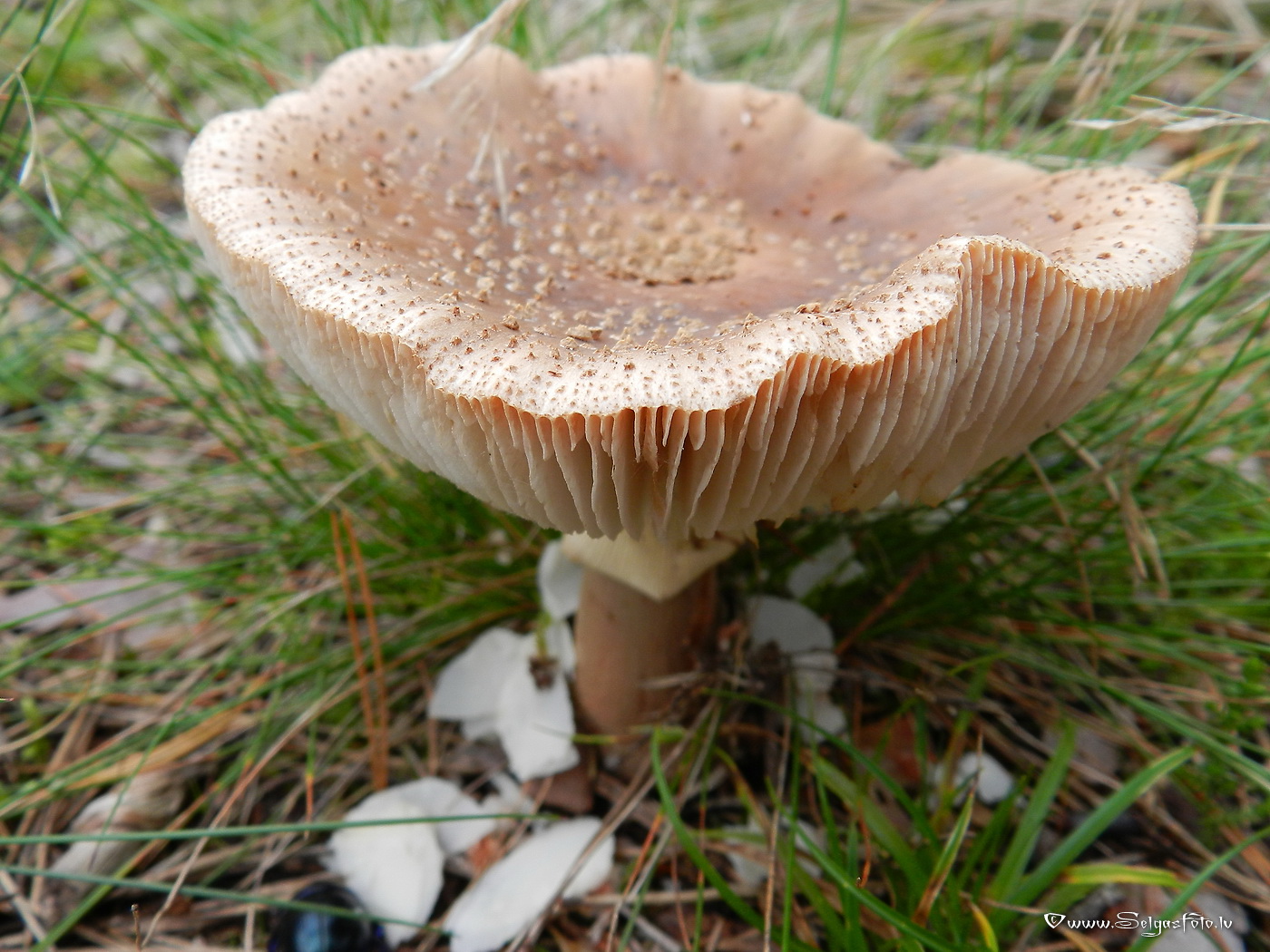 Sarkstošā mušmire.