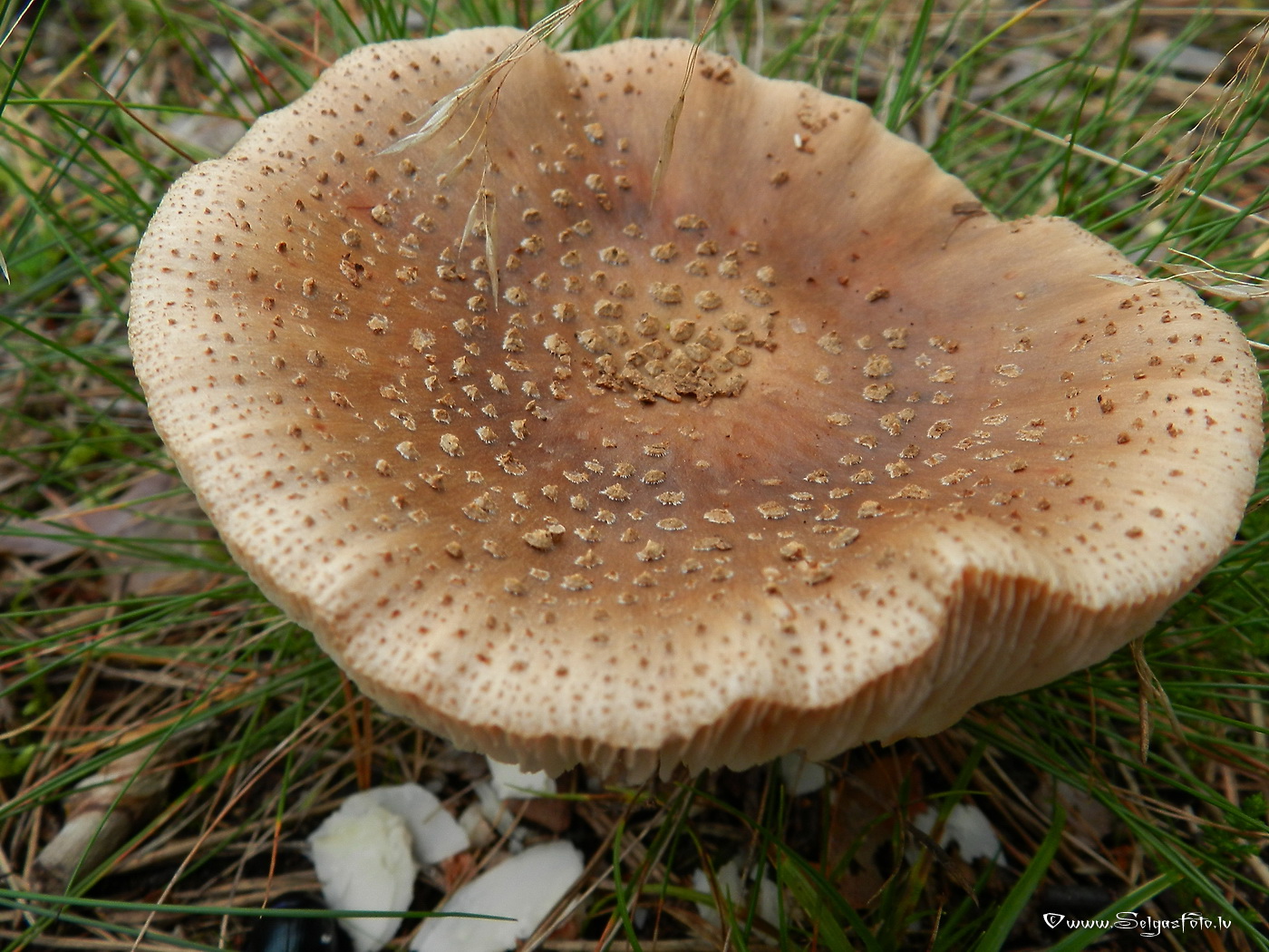 Sarkstošā mušmire.