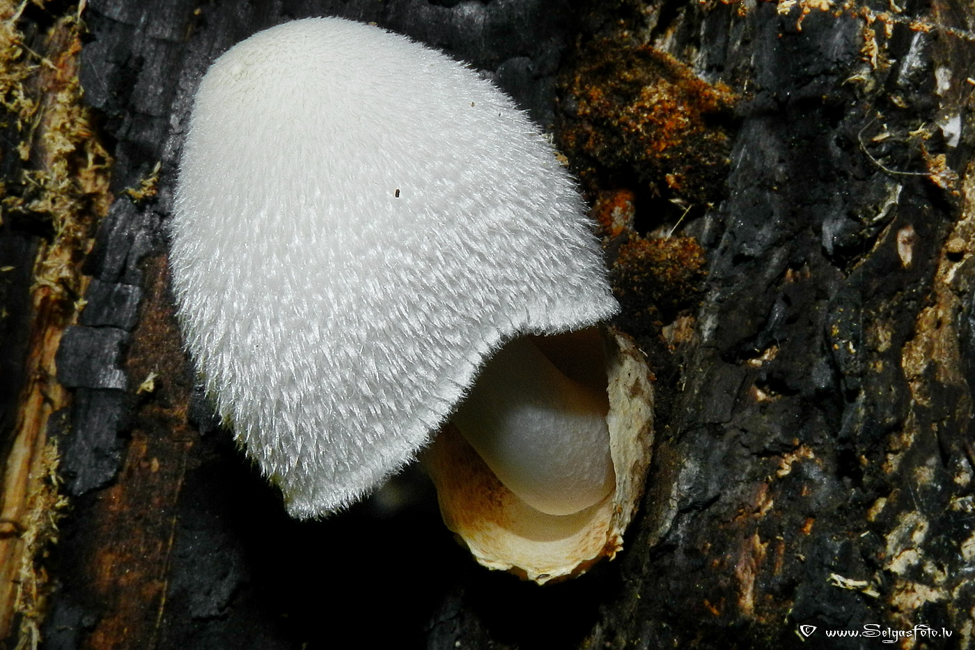 Zīdainā makstaine.