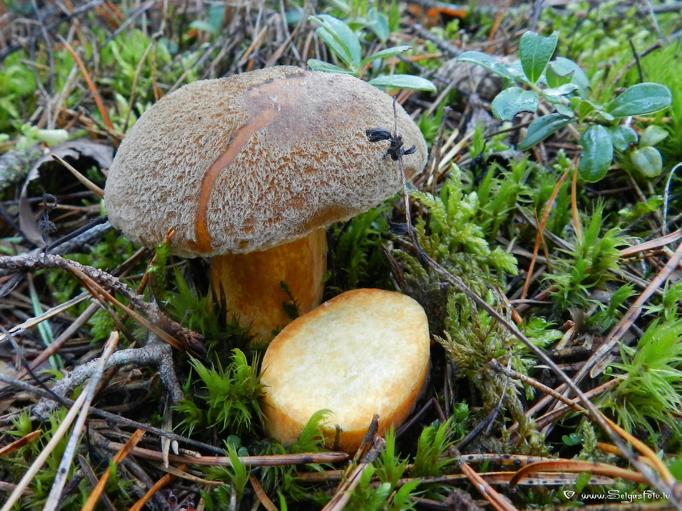 Samtbeka.