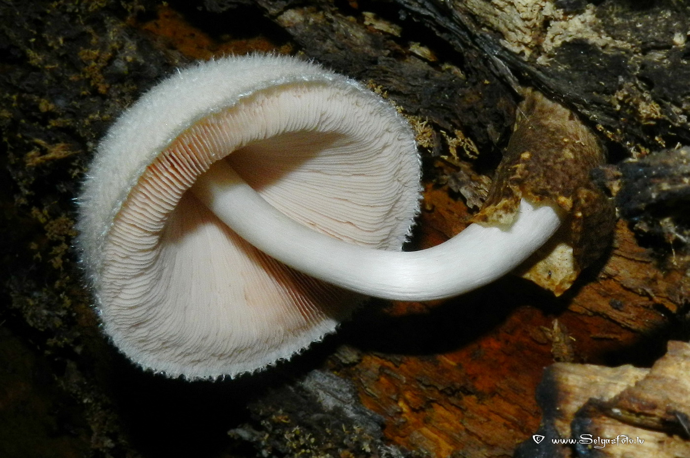 Zīdainā makstaine.