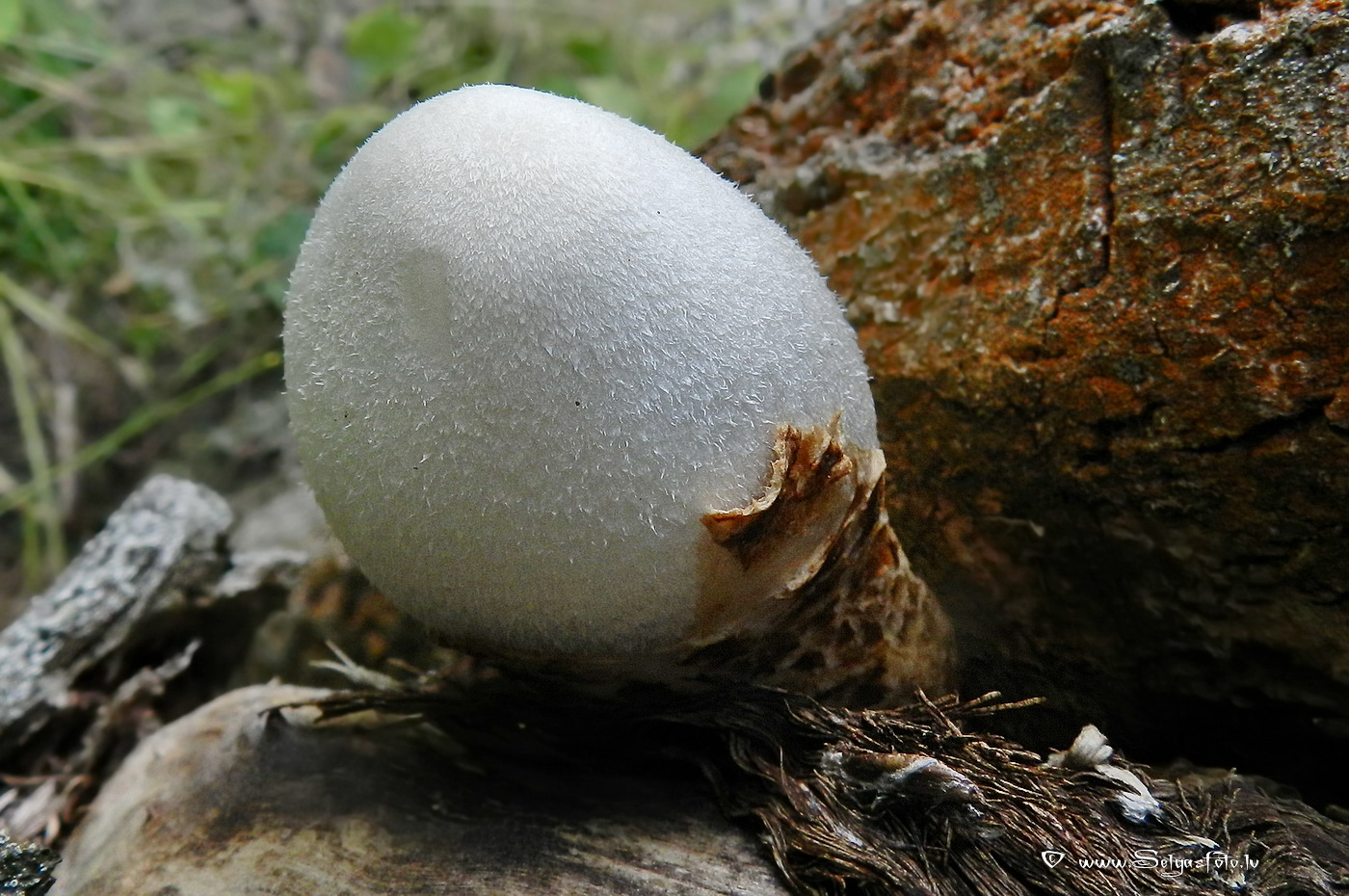 Zīdainā makstaine.