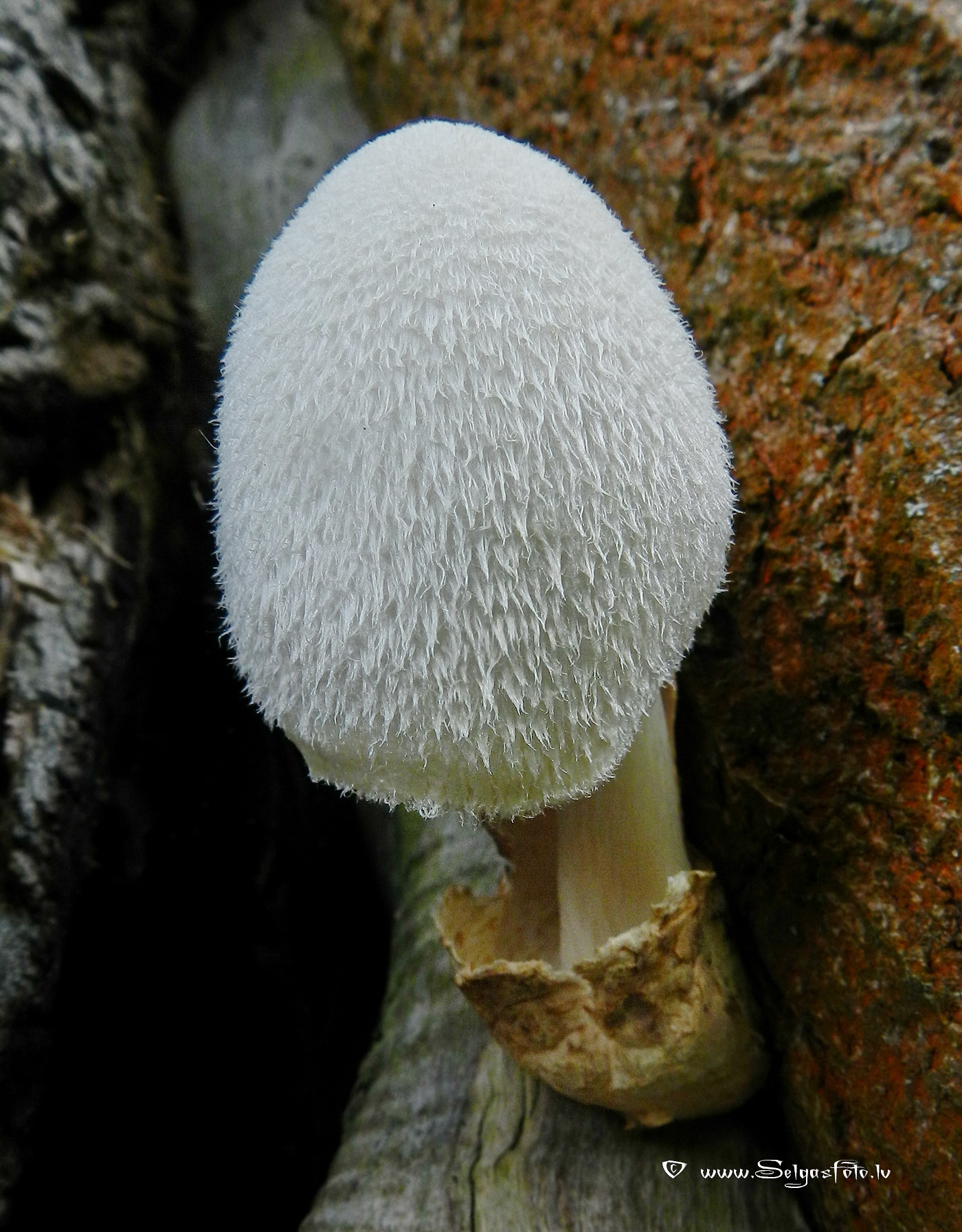 Zīdainā makstaine.