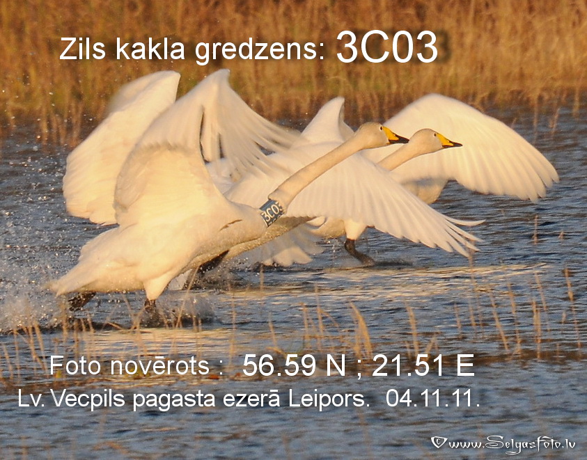 Ziemeļu gulbis 3C03. Ziemeļu gulbis 3C03.