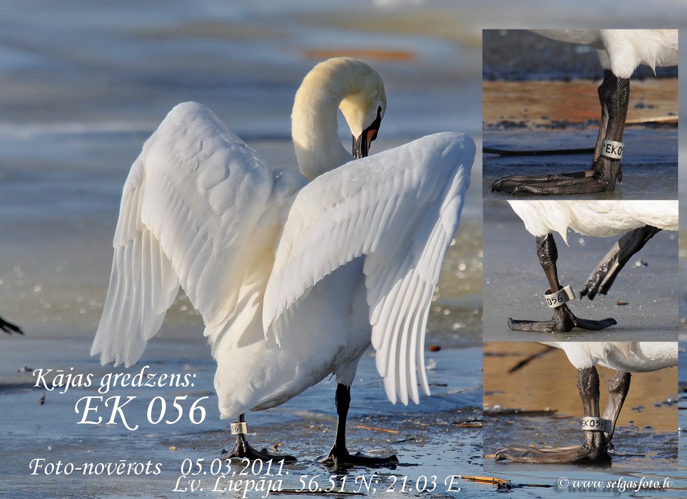 Paugurknābja gulbis EK056. Paugurknābja gulbis EK056.