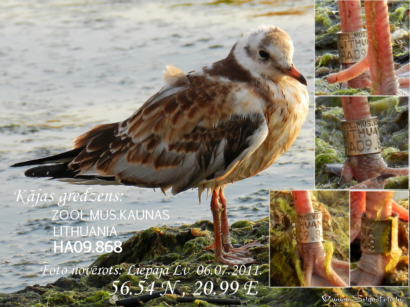 Lielais ķīris HA09.868. Lielais ķīris HA09.868.