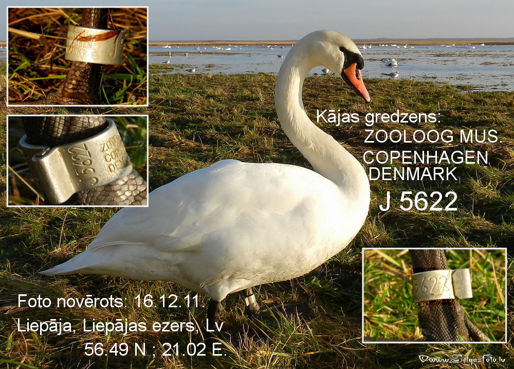 Paugurknābja gulbis J5622. Paugurknābja gulbis J5622.