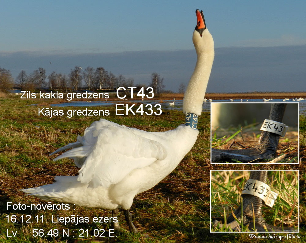 Paugurknābja gulbis EK433. Paugurknābja gulbis EK433.