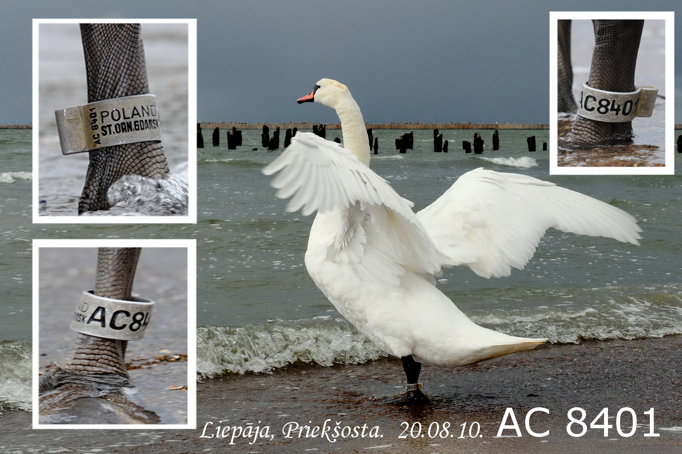 Paugurknābja gulbis - AC 8401 Paugurknābja gulbis - AC 8401