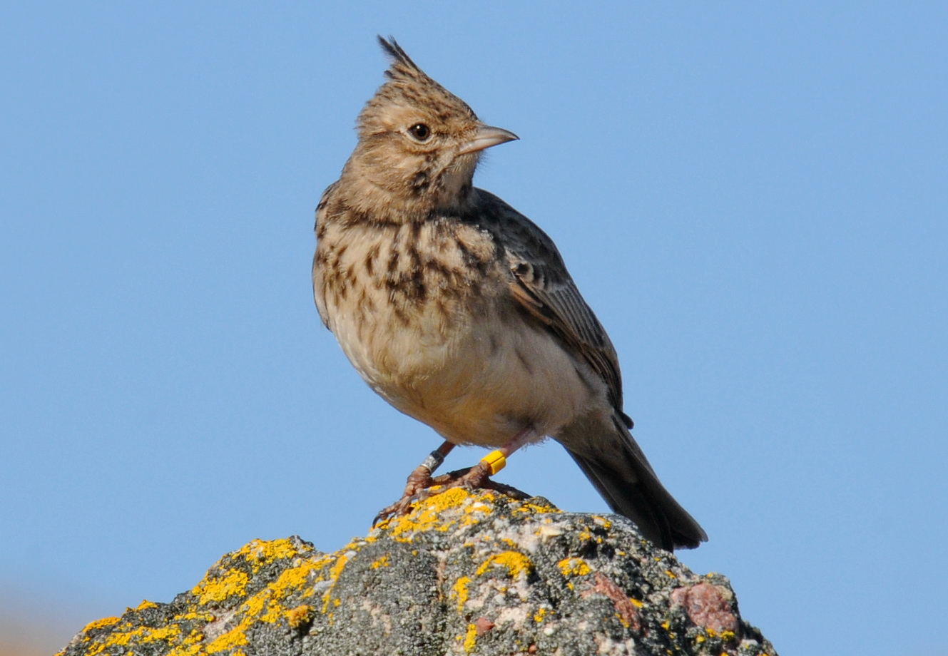 Cekulainais cīrulis. Cekulainais cīrulis.