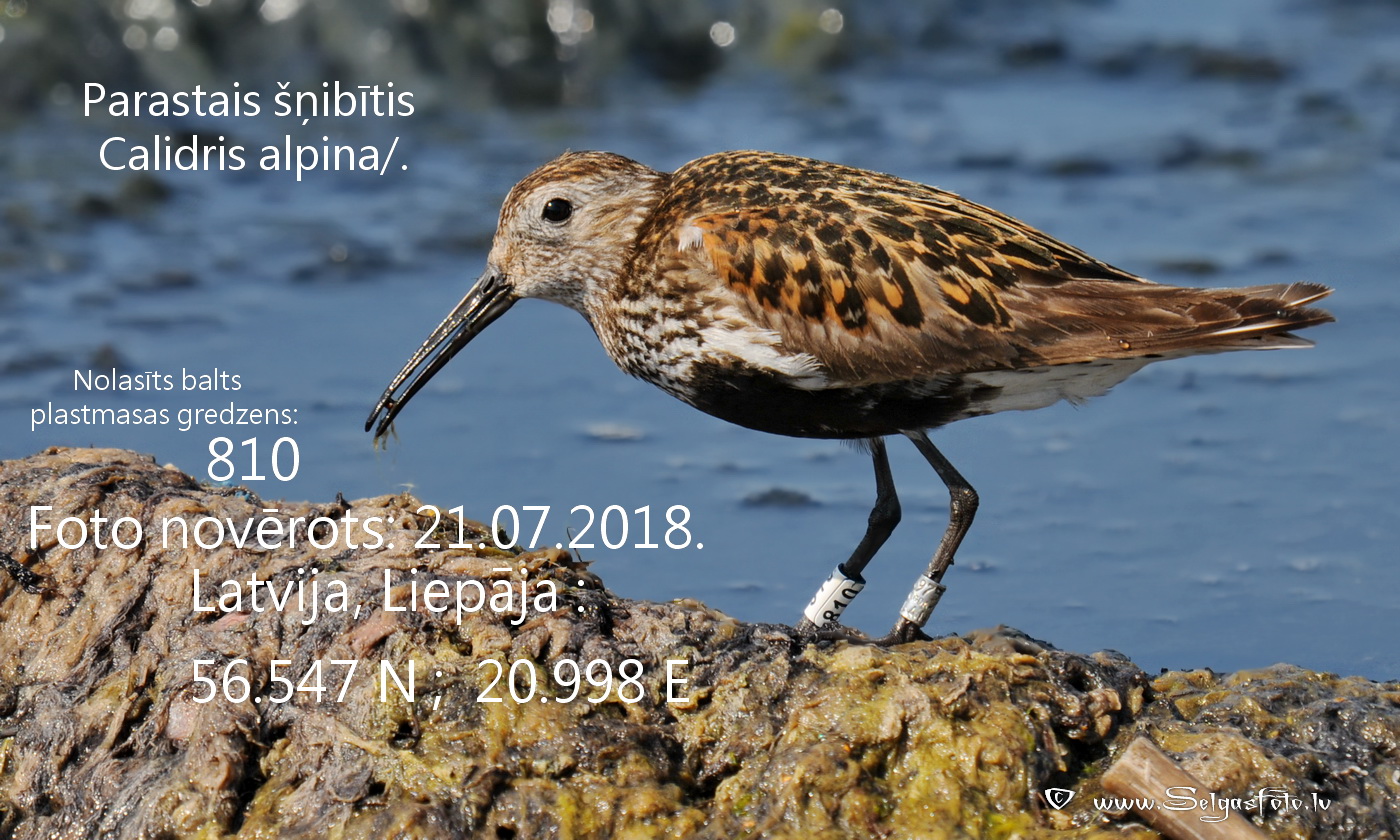 Parastais šņibītis 810. Parastais šņibītis 810.