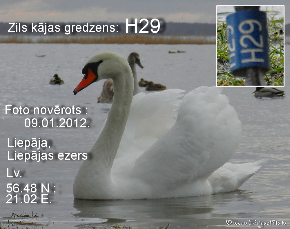 Paugurknābja gulbis H29. Paugurknābja gulbis H29.