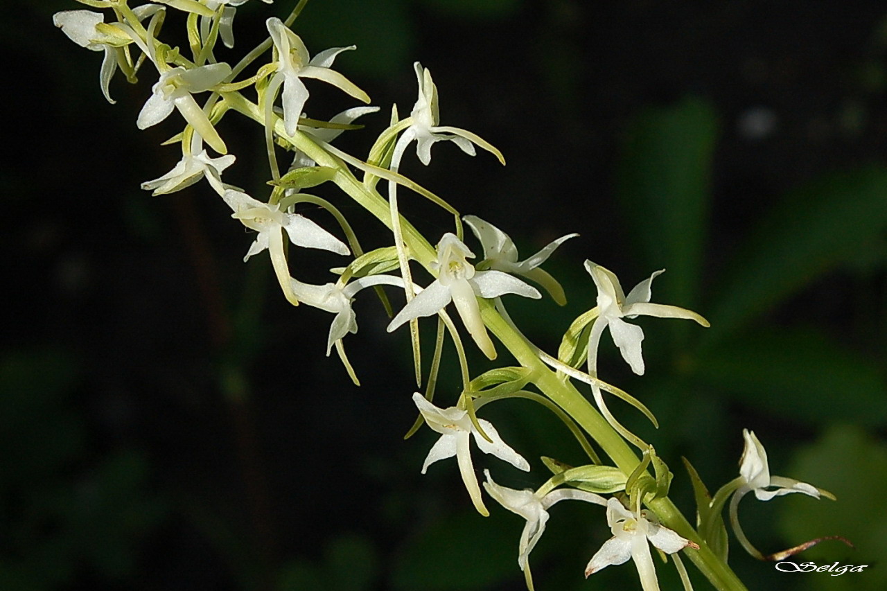 Smaržīgā naktsvijole.