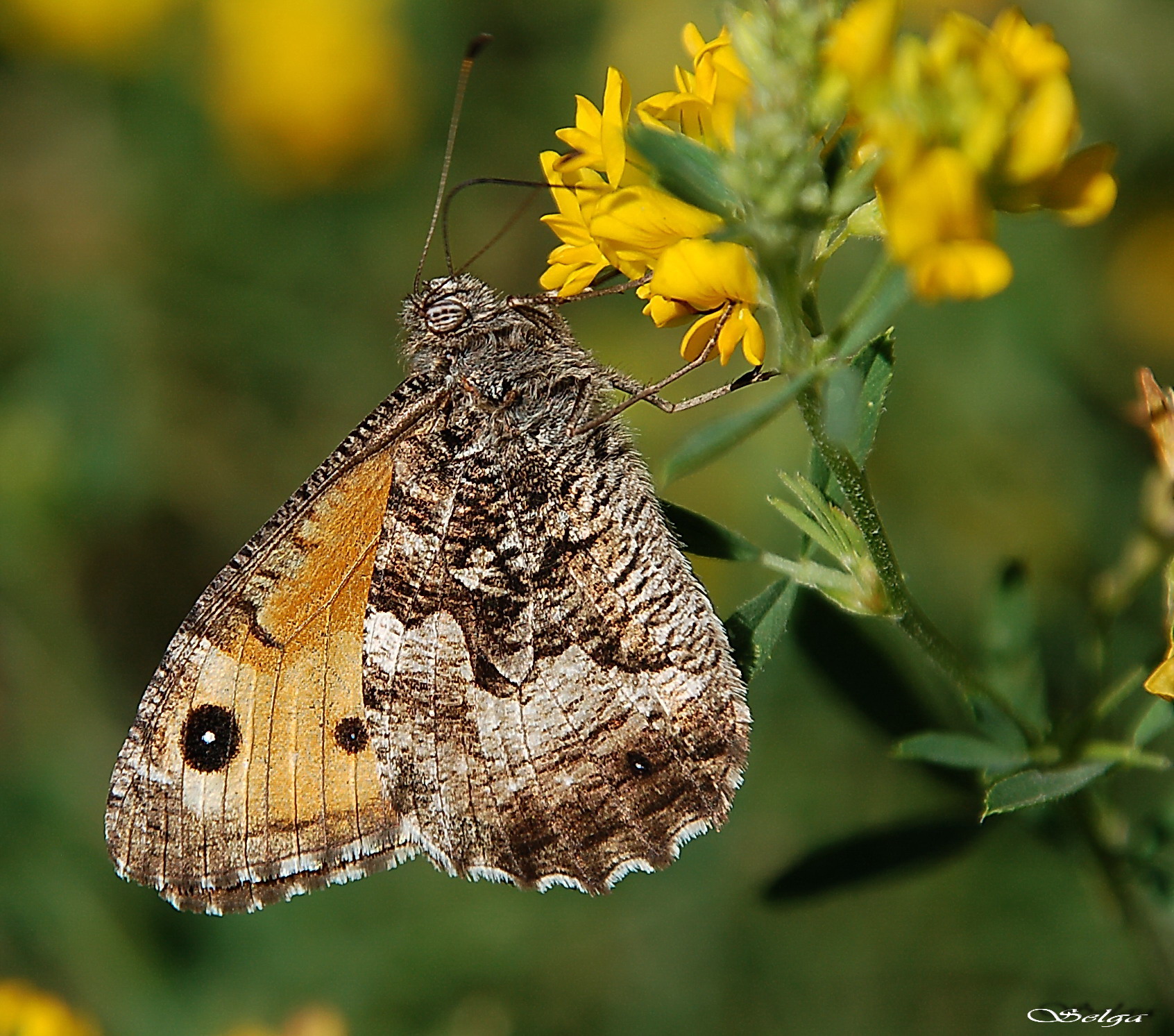 Parastais silsamtenis.
